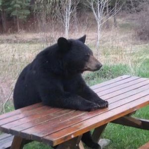 Meet your Posher, Van